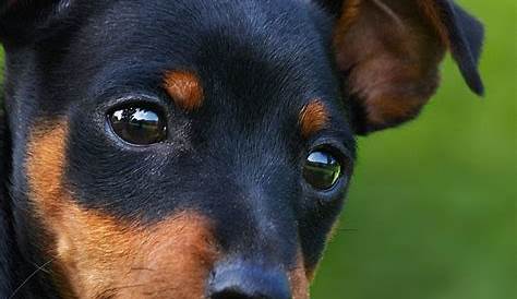 Dog Miniature Pinscher India Puppy