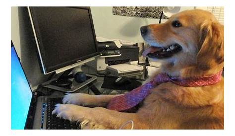 a dog sitting in front of a computer on top of a desk with the caption