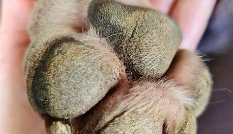 Dry, cracked dog's paw pad. Otherwise known as hyperkeratosis, this