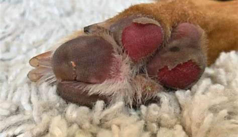 Dog Paw Pad Peeling: A Quick Guide for New Pet Owners - Healthy