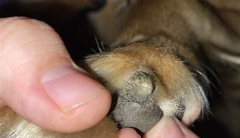 Need a second opinion, dog’s paw. Looks like a wart on metacarpal pad