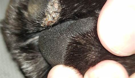 What Is Paw Pad #Hyperkeratosis And How To Heal It https://buff.ly