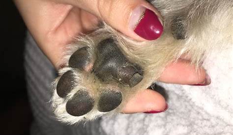 How to Keep Your Dog’s Paw Pads From Tearing or Getting Cut While