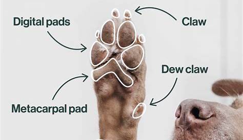 Dog Paw Print A4 Anatomy Anatomical Print Animal Print - Etsy