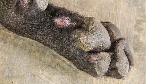 How to Keep Your Dog’s Paw Pads From Tearing or Getting Cut While