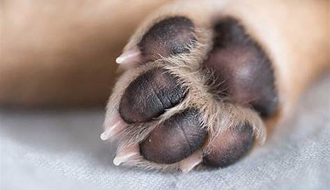 Cute Dog Puppy Paw Showing Pads on White Background Stock Photo - Image