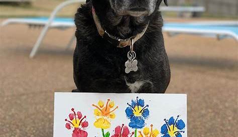 Dog Paw Print Flower Art! - Horse and Man