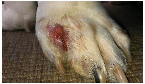 Red & Irritated Between Dog's Toes & Pinkish Swelling in Mouth