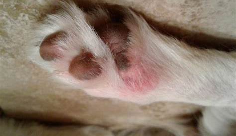 Spotty pink discoloration on paw pads? [pics]