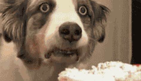 the best gifs for me: dog gif