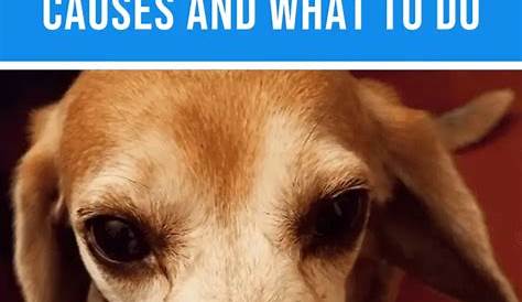 Why Is My Dog Suddenly Scared Of Me? - How To Gain Back Their Trust