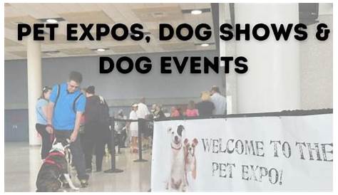 How Are Dog Shows Scored