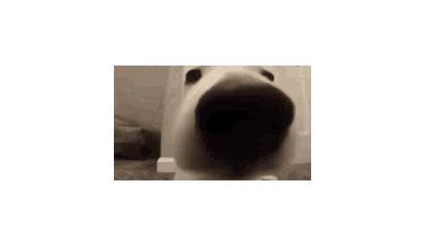 Dog Sniff GIF - Dog Sniff Chill - Discover & Share GIFs