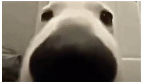 Dog Sniffing the Camera 10 HOURS - YouTube
