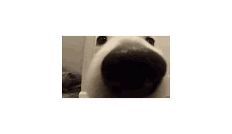 Dog Sniff GIF by WoofWaggers - Find & Share on GIPHY