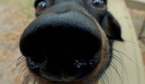 Black nose | Funny dog pictures, Funny animals, Funny dogs