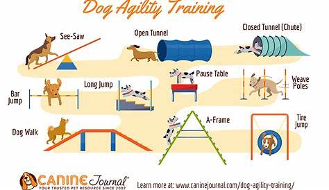 Dog Walking Training Courses How To Train Your Big To Walk On