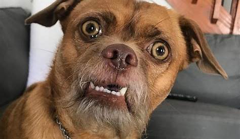 Bacon the Dog Has the Most Expressive Face on All of Instagram | Funny