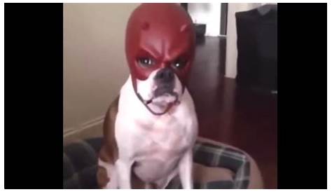 dog with daredevil mask for tiktok - YouTube
