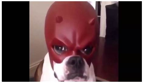Dog superhero. Super pet in mask and raincoat. Strong animal Stock