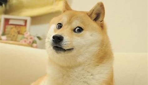 [Image - 606434] | Doge | Know Your Meme