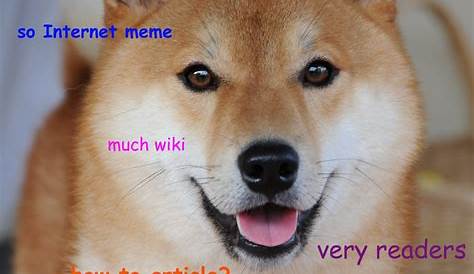 Doge day | Doge | Know Your Meme