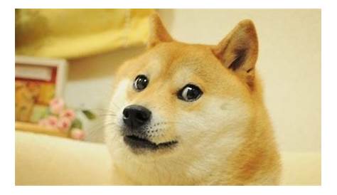 [Image - 664171] | Doge | Know Your Meme