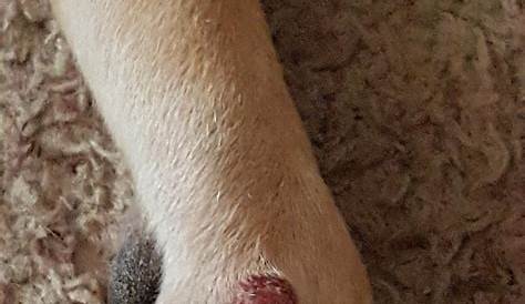 My dog has a red/ bump on the top of his front paw. Just noticed it no
