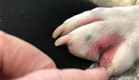 How Do I Treat My Dogs Raw Paws
