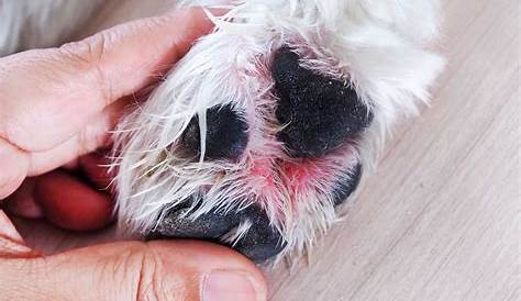 The Wonder of Your Dog's Paws and How To Take Care of Them - The Farmer