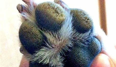 How to Keep your Dog's Paw Pads Healthy - Dog Fetched