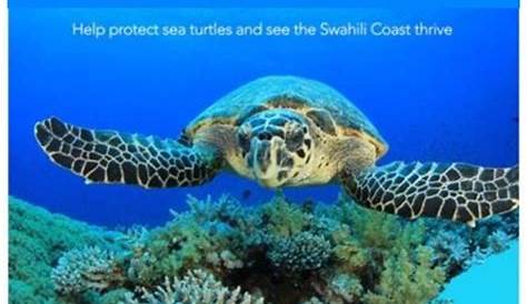 Donate - Ocean Conservation Trust