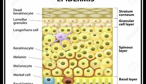 Células de la epidermis - EcuRed