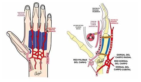 Términos de anatomía: dorsal, palmar y plantar [Anatomía y Fisiología