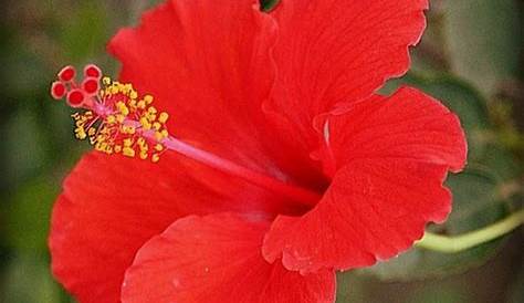 Contoh Deskripsi Singkat Bunga (Kembang Sepatu) dalam Bahasa Inggris