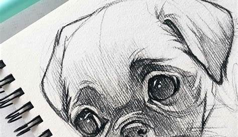 Animal Sketch Drawing at GetDrawings | Free download