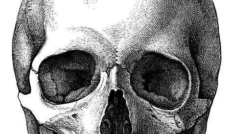 Premium Vector | Human skull drawing