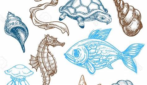 Sea Creatures Line Drawing