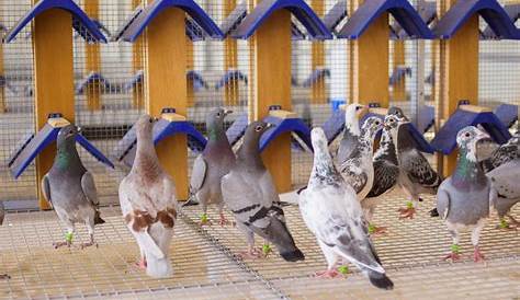 Dubai One Loft Pigeon Race - Dubai Pigeon Race