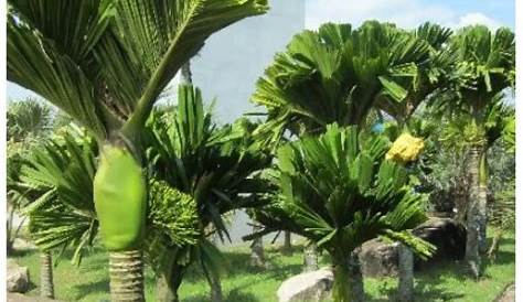 Dwarf Betel Nut Tree PlantFiles Pictures Areca Species, Bettle Palm