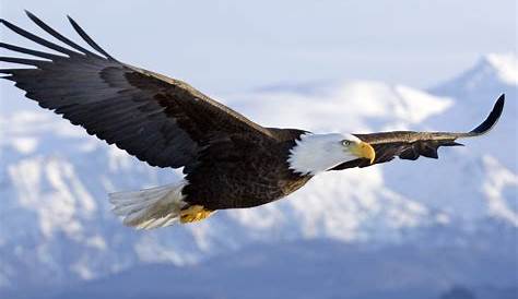 Bald Eagle Flying With Wings Outstretched Against A White Sky
