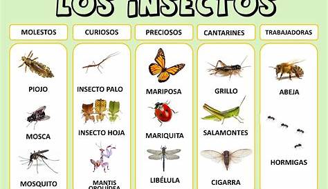 insectos típicos