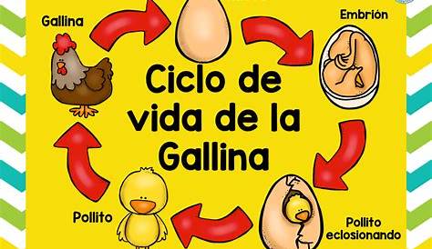 Ciclo de vida de la GALLINA (3) – Imagenes Educativas
