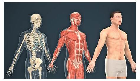 Anatomía Humana completa del cuerpo esquelético, muscular y