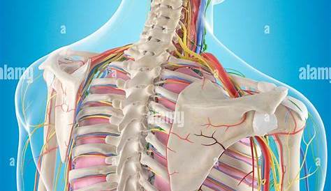 Músculos de la Espalda | Anatomía médica, Anatomia y fisiologia humana