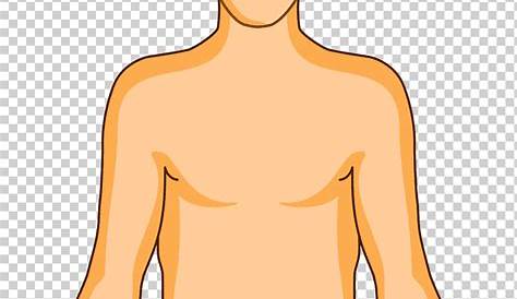 Human Body Anatomy PNG Transparent Image | PNG Arts