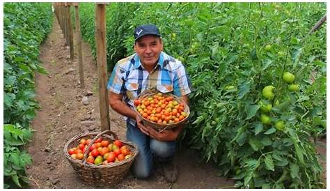 El País dedicó reportaje a los tomates que se cultivan en Tamahú, Alta