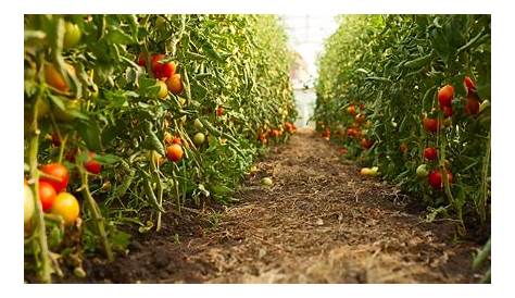 La plaga de la Tuta Absoluta pone en peligro el cultivo del tomate en