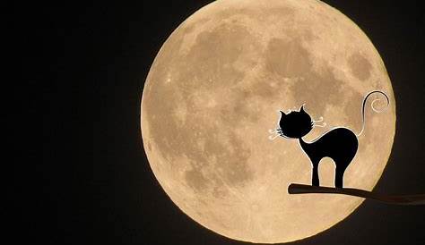 Gato y luna llena | Dibujos, Paisajes, Gato luna