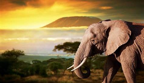 Elephant Hd Wallpaper Download